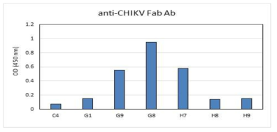 CHIKV E2 단백질과 Fab antibody의 반응성