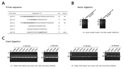 IgG1 conversion of anti-ZIKV Fabs. (A) primer sequences, and (B) Restriction enzyme digestions of LC and HC expression vectors, and (C) Restriction enzyme digestions of anti-ZIKV Fab cDNAs