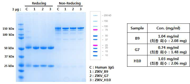 SDS-PAGE analysis of anti-ZIKV IgGs. M, standard marker (Thermo #26619). C, standard IgG. Reducing and Non-reducing, reducing (+DTT) and non-reducing (-DTT) condition, respectively