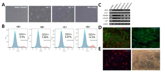 직접교차분화 방법을 통해 체세포에서 유도혈관내피세포(iEC)의 제작 및 특성분석. A.세포의 형태적인 변화 관찰, B.혈관내피세포의 Flow cytometry 분석, C.혈관내피세포 특이적 마커(CD31, Flk2, CD34, Ve-cadherin, vWF)의 발현 여부 확인, D.혈관내피세포의 표지단백질(CD31, vWF, Tie2)의 발현 여부 확인. E.혈관내피세포의 기능 검증. 좌)LDL uptake 여부, 우)tube formation 여부 검증