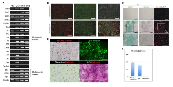 직접교차분화 방법을 통해 체세포에서 유도간세포(iHC)의 특성분석. A.간세포 특이적인 유전자(Gata4, Foxa2,Gata6, Hnf4a, Epcam, E-cad, Dlk1, Oc2, Alb, Ttr, Ck8, Ck18, Afp, Aat, Tat, G6p, Cyp7a1)와 담관세포 유전자(Ck7, Ck19, Ggt1)의 발현을 확인함, B.간세포 표지단백질(Albumin, E-cadherin, Afp)의 발현여부 확인, C.간세포의 지방축척(Oil Red O stain), 글리코겐 저장(PAS stain)기능 검증, D.간세포의 해독기능(ICG uptake)과 LDL upatke 기능 확인, E.간세포의 알부빈 분비능 검증