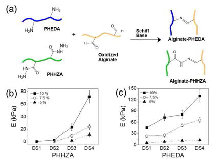 (a) Amine 혹은 hydrazide기를 보유한 polyaspartamide 연결제 (PHEDA, PHHZA) 를 개발하여, 알지네이트와 가교를 통한 하이드로젤의 기계적 강도 조절