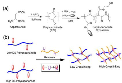 (a) polyaspartamide 연결제 합성. (b) polyaspartamide 에 작용기 DS를 조절하여 하이드로젤 기계적 물성 조절