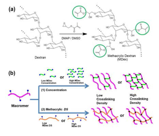 (a) Methacrylic dextran (MDex) 합성 (b) MDex 의 DS를 조절하면서, 가교된 하이드로젤의 기계적 물성 조절