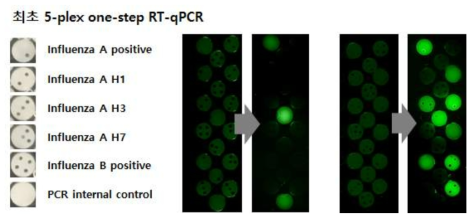 인플루엔자 A H3형 시료 분석 시, positive control 인 Inf. A 와 H3만 PCR 반응이 진행되면서 신호를 뚜렷이 보이며 단일단계 어세이로 아형까지 30분 내에 판정