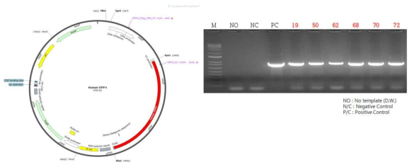 Microinjection을 통한 hDPP4 TG 감염 쥐모델의 확립