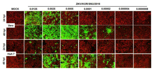 ZIKV 감염 조건 테스트