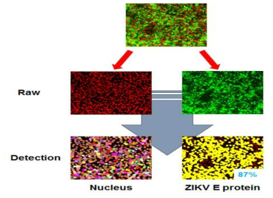 이미지 분석 프로그램을 이용한 ZIKV 감염도의 수치화