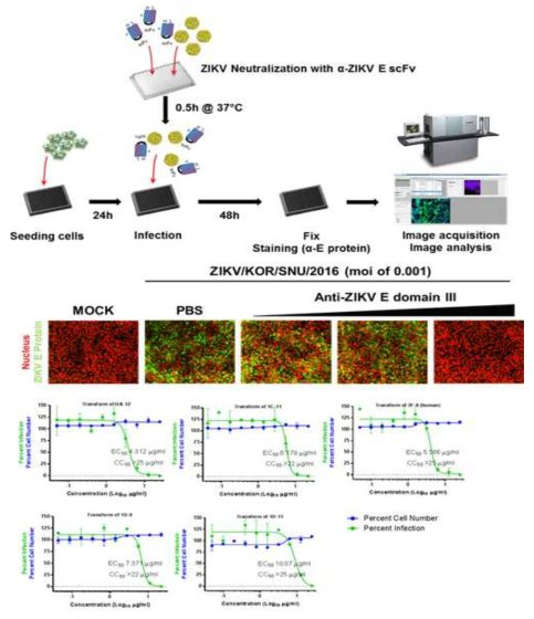 ZIKV 중화항체 스크리닝 모식도와 유효 항체의 농도반응곡선