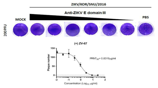 ZIKV와 양성 대조군 항체를 이용한 Plaque reduction neutralization test