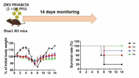 Ifnar1 KO mice의 주령에 따른 survival challenge