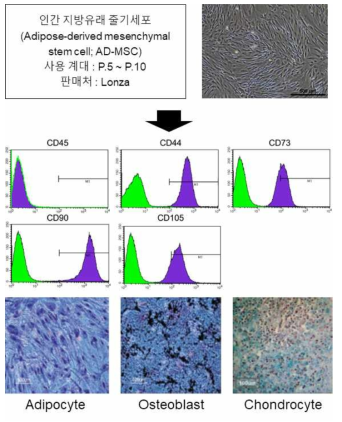 AD-MSC 세포의 출처와 세포의 특성분석
