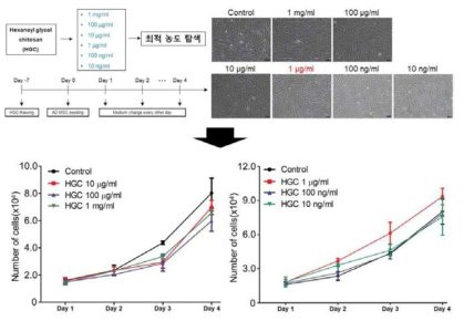 다양한 농도의 HGC 처리 후 세포의 형태 및 성장 분석
