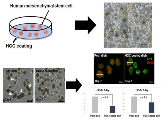HGC 코팅 및 배양접시를 이용한 줄기세포 배양 및 부유 배양 줄기세포 응집체의 hypoxia 유전자 확인