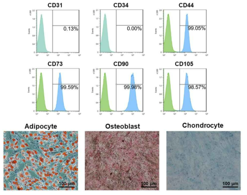 AD-MSC 세포의 특성 분석 및 분화능 확인