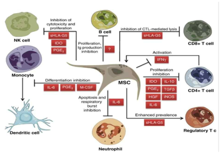 MSC의 면역조절 기전