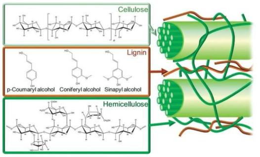 셀룰로오스, 헤미셀룰로오스, 리그닌 화학식