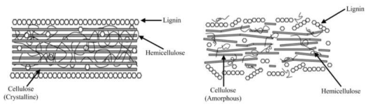 셀룰로오스의 결정구조와 비결정구조