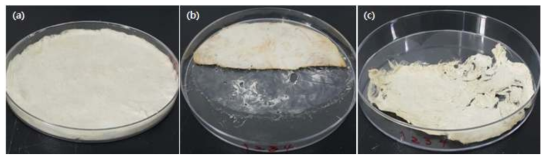제조 직후 케이폭-제올라이트 막의 (a) 3A 시료, (b) 3B 시료, (c) 3C 시료의 사진