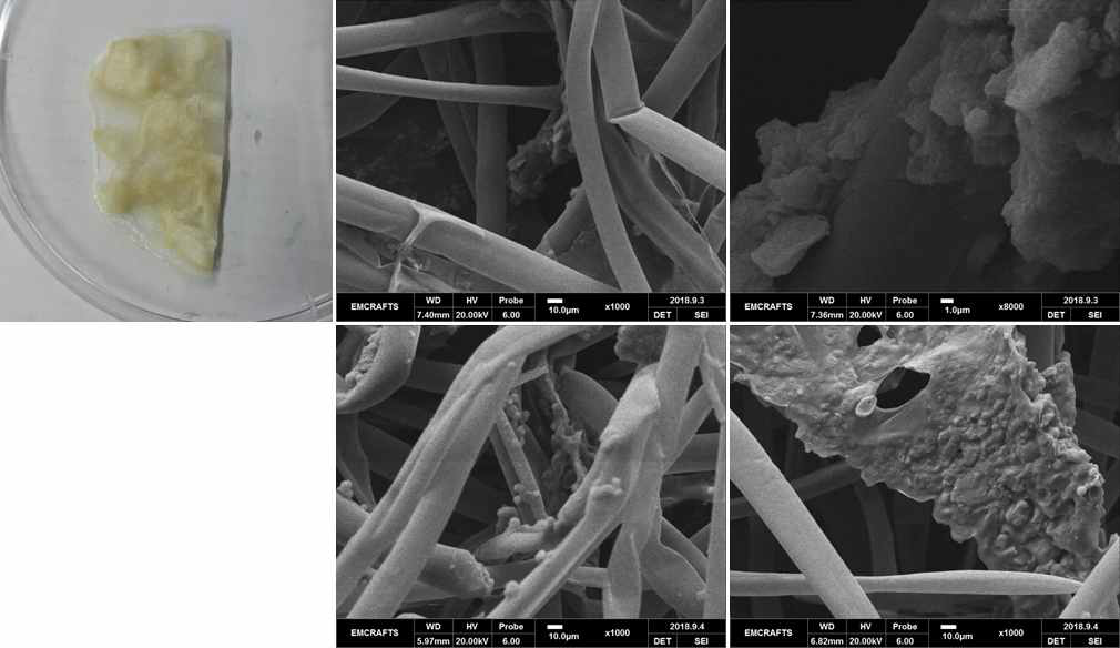 알지네이트 dry method 사용 실험한 케이폭-알지네이트 막의 사진과 SEM 사진