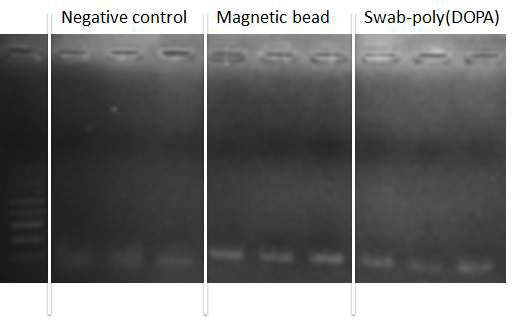 Swab-poly(DOPA)를 이용하여 추출된 DNA의 타겟 유전자 PCR 산물 전기영동