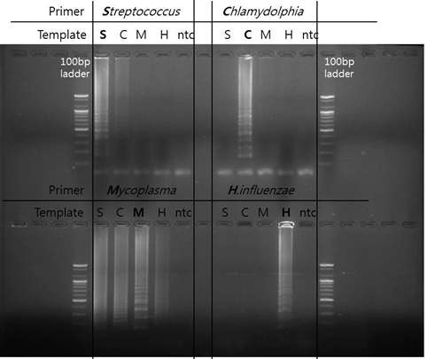 박테리아 4종에 대한 각각의 Primer 특이도 test