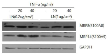 치은상피세포의 S100A8 및 S100A9 단백질의 발현. 서로 다른 농도의 laminin-332(LN) 코팅된 조건에서 24시간 배양 후 24시간 동안 TNF-α 첨가