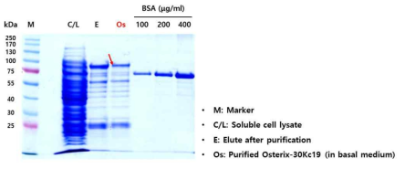 불용성 Osterix-30Kc19 단백질의 발현 및 변성 후 재접힘을 통한 수용화