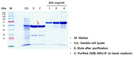 수용성 Cbfβ-30Kc19 단백질의 대량 생산