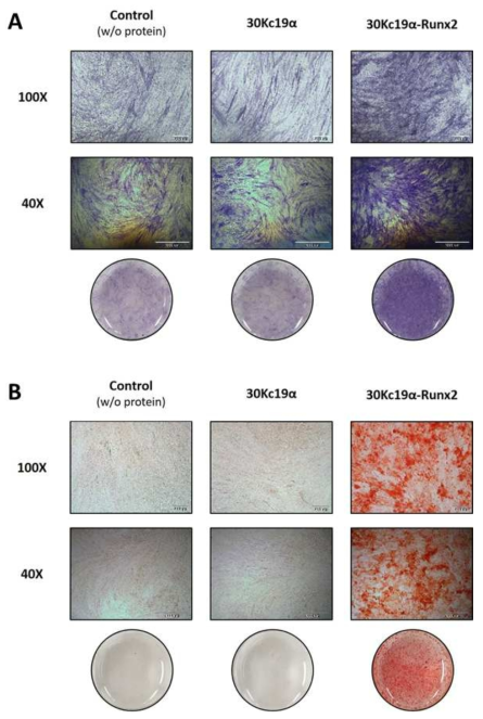 30Kc19α-Runx2 처리에 의한 MSCs의 골 분화 촉진. 2주간 골 분화를 유도한 결과, 단백질을 처리하지않거나(control) 30Kc19α를 처리한 경우와 달리 30Kc19α-Runx2를 처리한 실험군에서 골 분화가 촉진되었음을 ALP 염색과(A) ARS 염색을(B) 통해 확인하였음