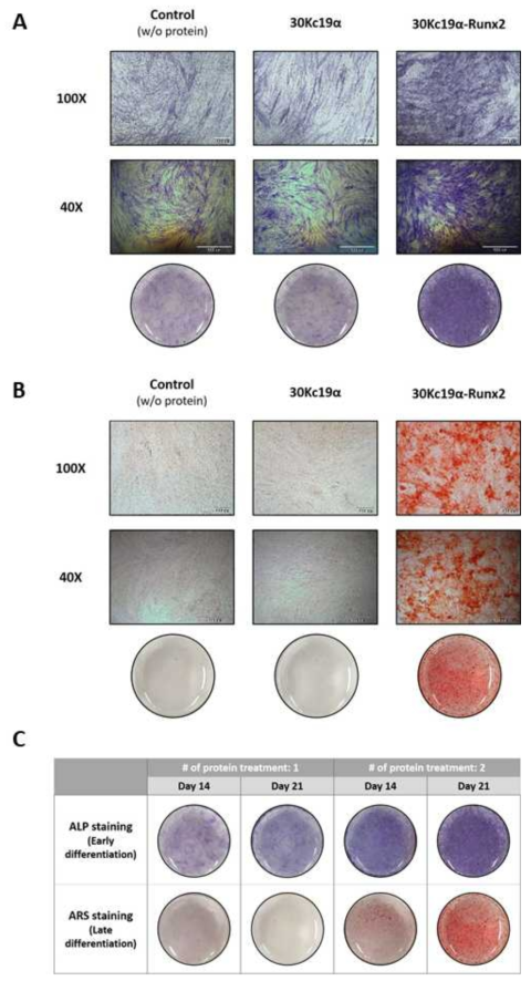 Dexamethasone이 제외된 골세포 유도배지에서 MSCs를 골 분화할 때 30Kc19α-Runx2 처리에 의한 골 분화 촉진. 3주간 골 분화를 유도한 결과, 30Kc19α-Runx2를 처리한 실험군에서 골 분화가 촉진되었음을 ALP 염색과(A) ARS 염색을(B) 통해 확인하였음. 또한 단백질 처리 횟수가 증가할수록 골 분화 촉진 효과가 증대됨을 확인(C)