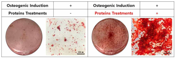 4종의 30Kc19 융합 골 분화 유도인자 처리에 의한 HDFs의 골세포 직접교차분화. HDFs를 골세포 유도배지로 배양하며 26일간 배양한 후 ARS 염색한 결과 유의미한 골세포 생성이 관찰되지 않는 반면 Oct4-30Kc19, L-Myc-30Kc19, Osterix-30Kc19, Cbfβ-30Kc19 이상 4종의 단백질을 처리한 경우에는 상당한 정도의 골세포 직접교차분화가 이뤄졌음을 확인함