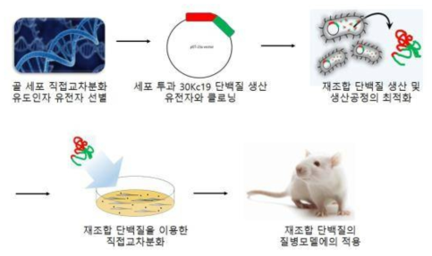 단백질 전달 시스템을 이용한 직접교차분화 기반 골다공증 치료 기술 개발의 연구 개념도