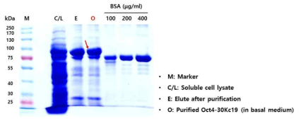 불용성 Oct4-30Kc19 단백질의 발현 및 변성 후 재접힘을 통한 수용화