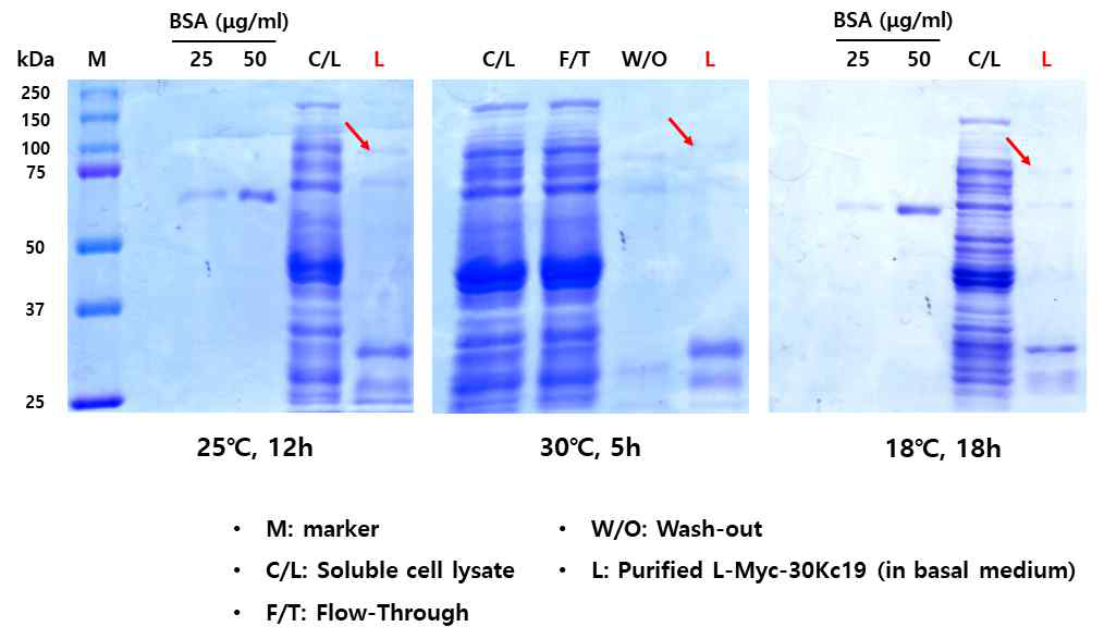 수용성 L-Myc-30Kc19 단백질의 생산 및 배양 온도에 따른 생산량 변화