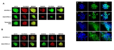 생산된 유도만능줄기세포의 줄기세포성 마커의 면역형광 염색
