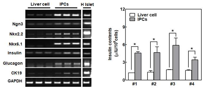 전사인자를 도입하여 인슐린 생성세포 유도후 유전자 발현 및 인슐린 생성 확인