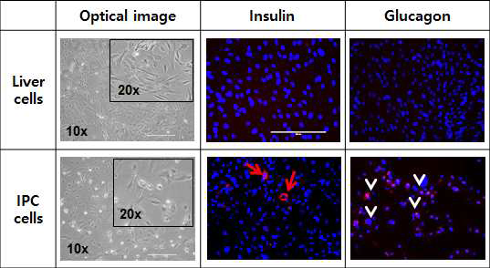 분화 유도된 인슐린 생성세포에서 인슐린 단백질 및 글루카곤 단백질 발현 확인