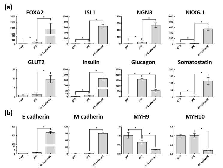 인슐린 생성세포의 구상체 형성을 통한 베타세포 관련 유전자 및 전사인자 발현 확인. Cell-cell interaction 관련유전자 발현 확인을 통한 분화능 향상 기전 확립