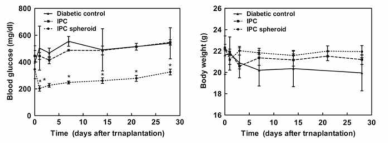 당뇨 동물에 인슐린 생성세포 및 구상체 이식후 혈당 조절 및 체중 변화확인. 인슐린 생성세포 구상체에서 당뇨가 조절되고 체중이 유지되었음
