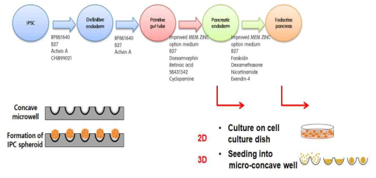 유도만능 줄기세포의 인슐린 생성세포 분화 프로토콜 및 3차원 분화 모식도