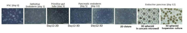 분화인자 처리를 통한 유도만능줄기세포의 분화 형태 관찰 및 concave microwell을 통환 3차원 구상체 형성 확인