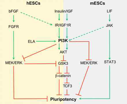 PI3K/AKT regulation of mESC and hESC pluripotency. Jason S. L. Yu, Wei Cui., Development 2016, 143, 3050-3060