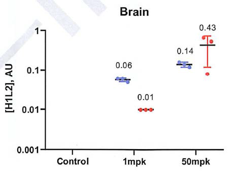 Brain 조직에서의 항체 분포