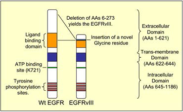 EGFRwt 과 EGFRvIII 모식도