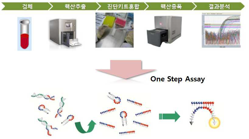 핵산기반의 유전자 증폭과정-DNA One step assay 모식도