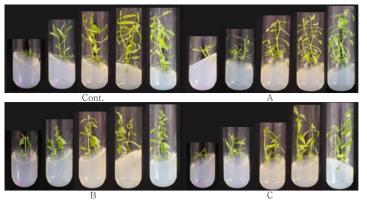 Changes of growth of shoot and root formation from node explants of Hedyotis diffusa on the type of plant growth regulator at 7, 14, 21, 28, 35 days after culture