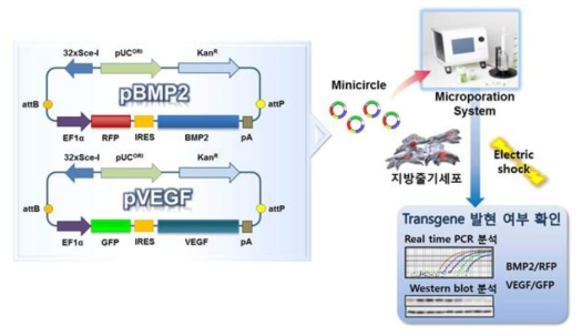 BMP2와 VEGF 이입 지방 줄기세포의 제작 방법