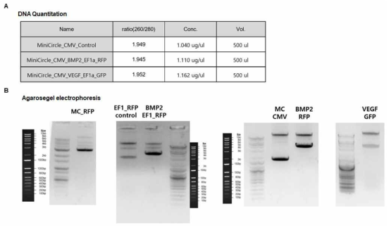 유전자 이입을 확인하기 위한 BMP2와 VEGF에 RFP와 GFP가 이입된 MiniCircle vector의 정량 및 생산 확인