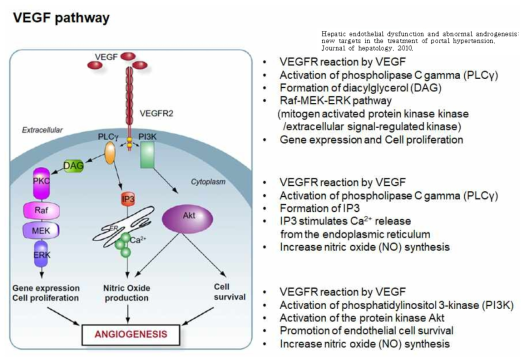 신생혈관 형성과 관련된 VEGF 신호의 흐름도와 메커니즘